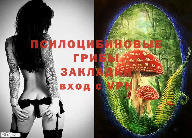 MEGA как войти  как найти закладки  Шатура  Галлюциногенные грибы Psilocybe 